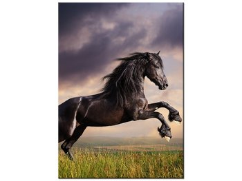 Obraz Koń staje dęba, 50x70 cm - Oobrazy