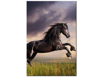 Obraz Koń staje dęba, 80x120 cm - Oobrazy