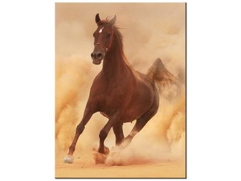 Obraz Koń w galopie, 30x40 cm - Oobrazy