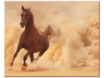 Obraz Koń w galopie, 50x40 cm - Oobrazy
