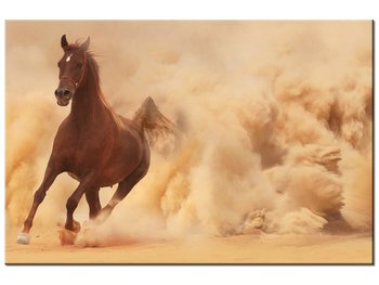 Obraz Koń w galopie, 60x40 cm - Oobrazy