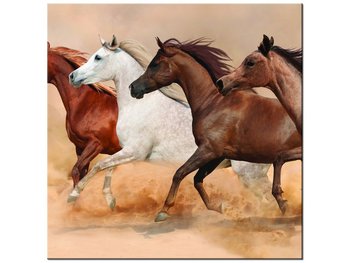 Obraz Konie w galopie, 30x30 cm - Oobrazy