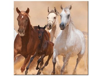 Obraz Konie w galopie, 40x40 cm - Oobrazy