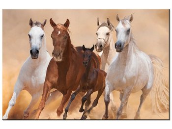 Obraz, Konie w galopie, 60x40 cm - Oobrazy