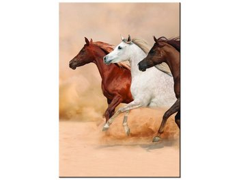 Obraz Konie w galopie, 70x100 cm - Oobrazy