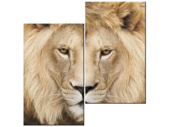 Obraz Król zwierząt, 2 elementy, 60x60 cm - Oobrazy