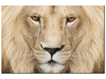 Obraz Król zwierząt, 60x40 cm - Oobrazy