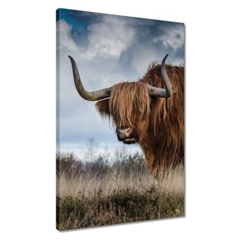 Obraz Krowa rasy wyżynnej, 40x60cm - ZeSmakiem
