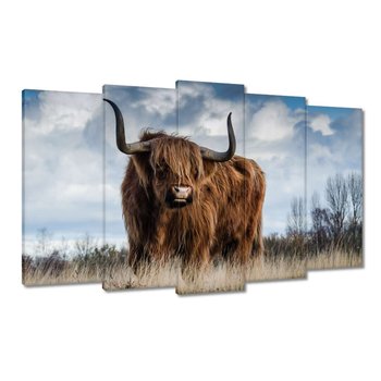 Obraz Krowa szkocka wyżynna, 100x60cm - ZeSmakiem
