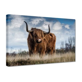 Obraz Krowa szkocka wyżynna, 30x20cm - ZeSmakiem