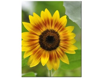 Obraz, Kwiat słonecznika - Samenstelling, 40x50 cm - Oobrazy