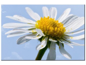 Obraz Kwiatek na tle nieba - Tschiae, 30x20 cm - Oobrazy
