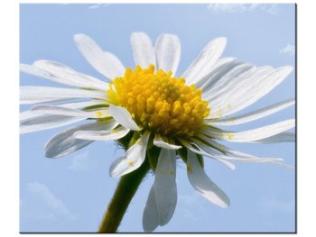 Obraz Kwiatek na tle nieba - Tschiae, 60x50 cm - Oobrazy