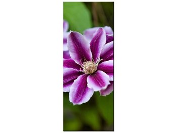 Obraz Kwiaty azalii, 40x100 cm - Oobrazy
