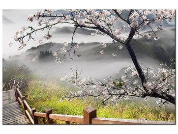 Obraz Kwitnąca wiśnia, 30x20 cm - Oobrazy