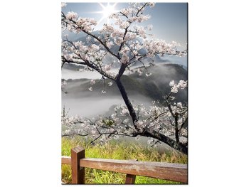 Obraz Kwitnąca wiśnia, 70x100 cm - Oobrazy