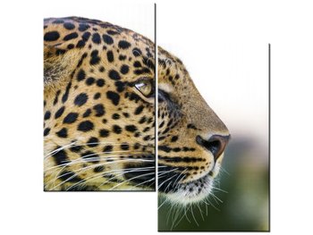 Obraz Lampart - Tambako The Jaguar, 2 elementy, 60x60 cm - Oobrazy