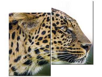Obraz Lampart - Tambako The Jaguar, 2 elementy, 80x70 cm - Oobrazy