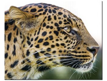 Obraz Lampart - Tambako The Jaguar, 50x40 cm - Oobrazy