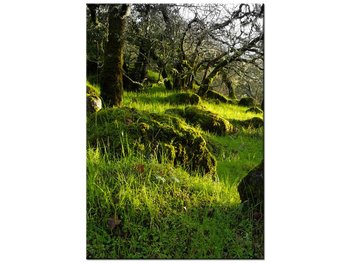 Obraz Leśna polana - Don McCullough, 70x100 cm - Oobrazy