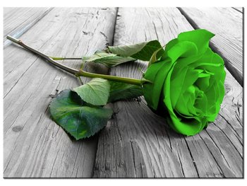 Obraz Limonkowa róża na deskach, 70x50 cm - Oobrazy