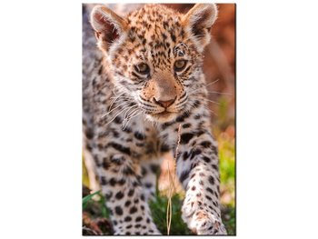 Obraz Mayra - Tambako The Jaguar, 20x30 cm - Oobrazy