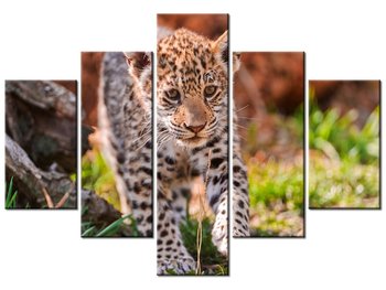 Obraz Mayra - Tambako The Jaguar, 5 elementów, 100x70 cm - Oobrazy