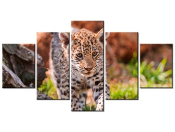 Obraz Mayra - Tambako The Jaguar, 5 elementów, 150x80 cm - Oobrazy