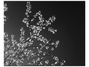Obraz Młode drzewo - Feans, 50x40 cm - Oobrazy