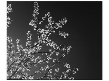 Obraz Młode drzewo - Feans, 60x50 cm - Oobrazy