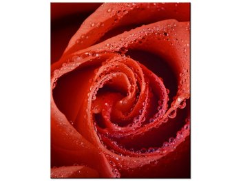 Obraz Mocna czerwień, 40x50 cm - Oobrazy