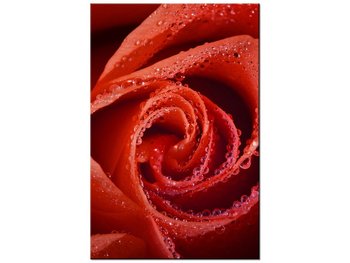 Obraz Mocna czerwień, 60x90 cm - Oobrazy