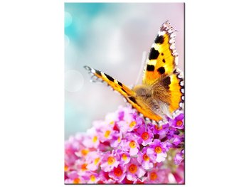 Obraz Motyl na kwiatkach, 20x30 cm - Oobrazy