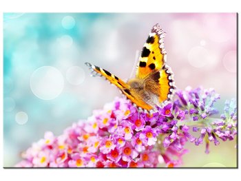 Obraz Motyl na kwiatkach, 60x40 cm - Oobrazy