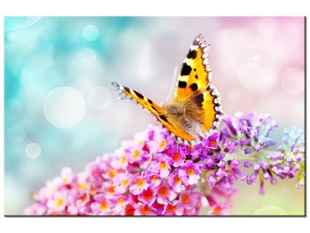 Obraz, Motyl na kwiatkach, 90x60 cm - Oobrazy