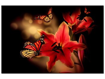 Obraz Motyle i lilia, 60x40 cm - Oobrazy