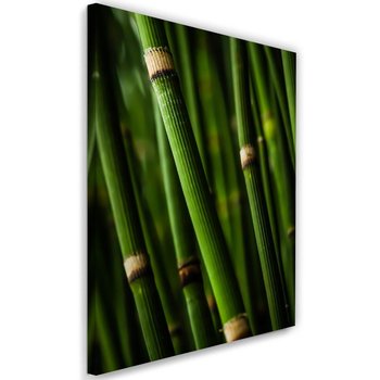 Obraz na płótnie, bambusowy las, 40x60 cm - Caro