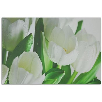 Obraz na płótnie, Białe Tulipany, 50x40 cm - Caro