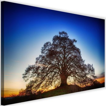 Obraz na płótnie Canvas FEEBY, Wielkie drzewo o zmroku, 60x40 cm - Caro