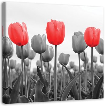 Obraz na płótnie, Czerwone tulipany na łące - 60x60 - Inny producent