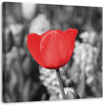 Obraz na płótnie, Czerwony tulipan na łące - 60x60 - Inny producent