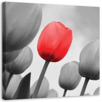 Obraz na płótnie, Czerwony tulipan w szarości - 60x60 - Inny producent