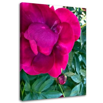 Obraz na płótnie, Duży różowy kwiat - 70x100 - Inny producent