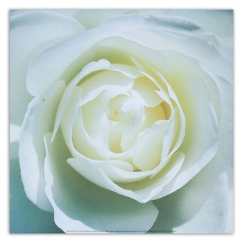 Obraz na płótnie FEEBY, Biała Róża Kwiat 60x60 - Feeby
