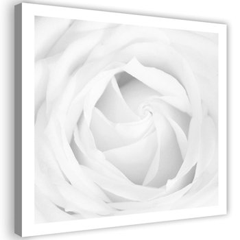 Obraz na płótnie FEEBY, Biała Róża Kwiat Roślina 50x50 - Caro