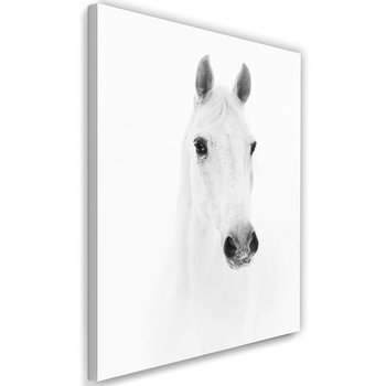 Obraz na płótnie FEEBY, Biały Koń Zwierzęta Natura 40x60 - Caro