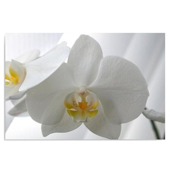 Obraz na płótnie FEEBY, Biały Storczyk Kwiat 50x70 - Feeby