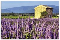 Obraz na płótnie FEEBY Canvas, Toskania krajobraz pole lawendy, 70x100 cm