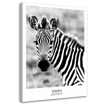 Obraz na płótnie FEEBY, Ciekawska zebra 80x120 - Feeby