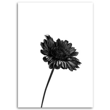 Obraz na płótnie FEEBY, Czarno Biały Kwiat 60x90 - Feeby